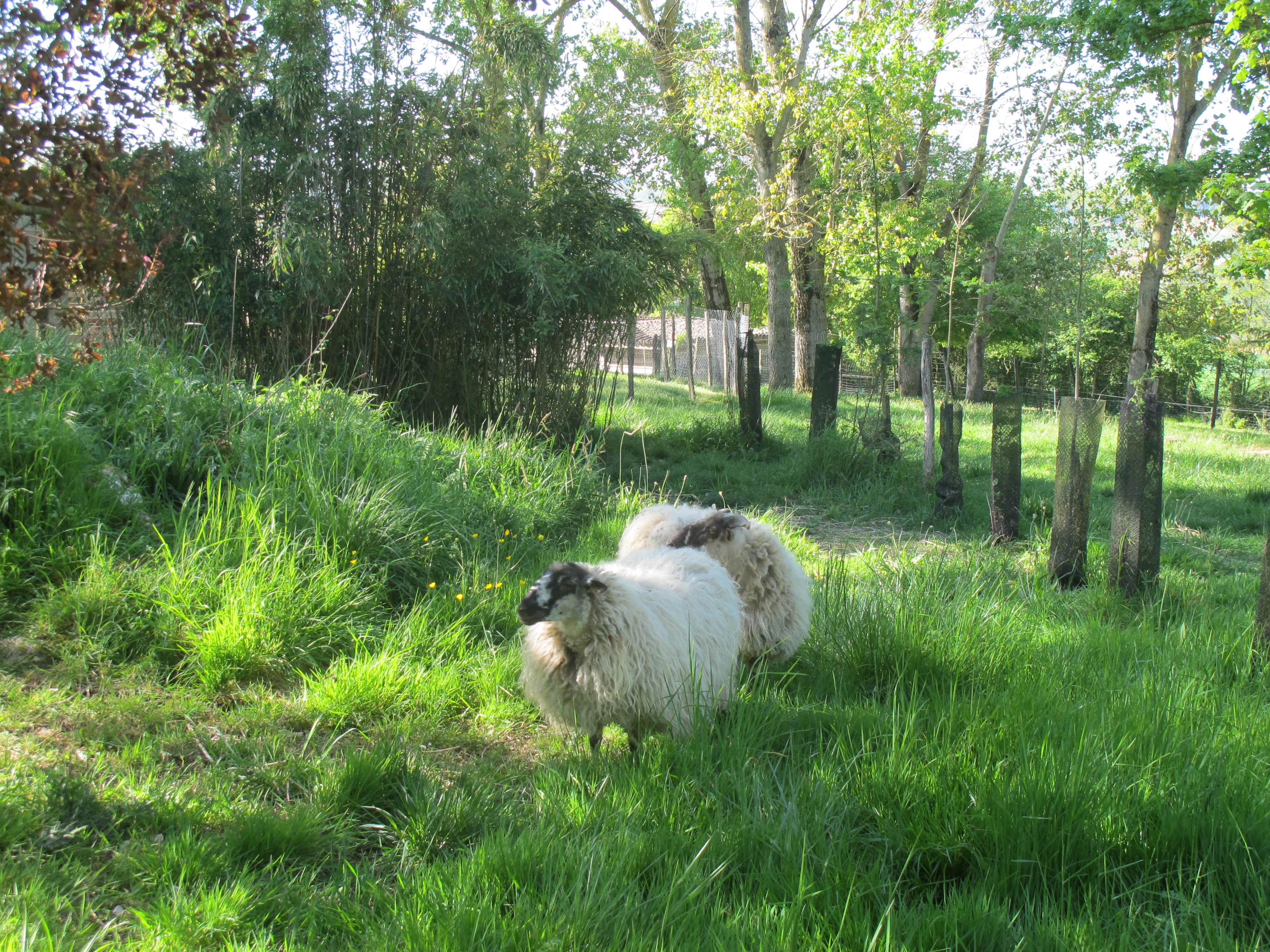 illustration Reprise des visites le samedi 13 Juin