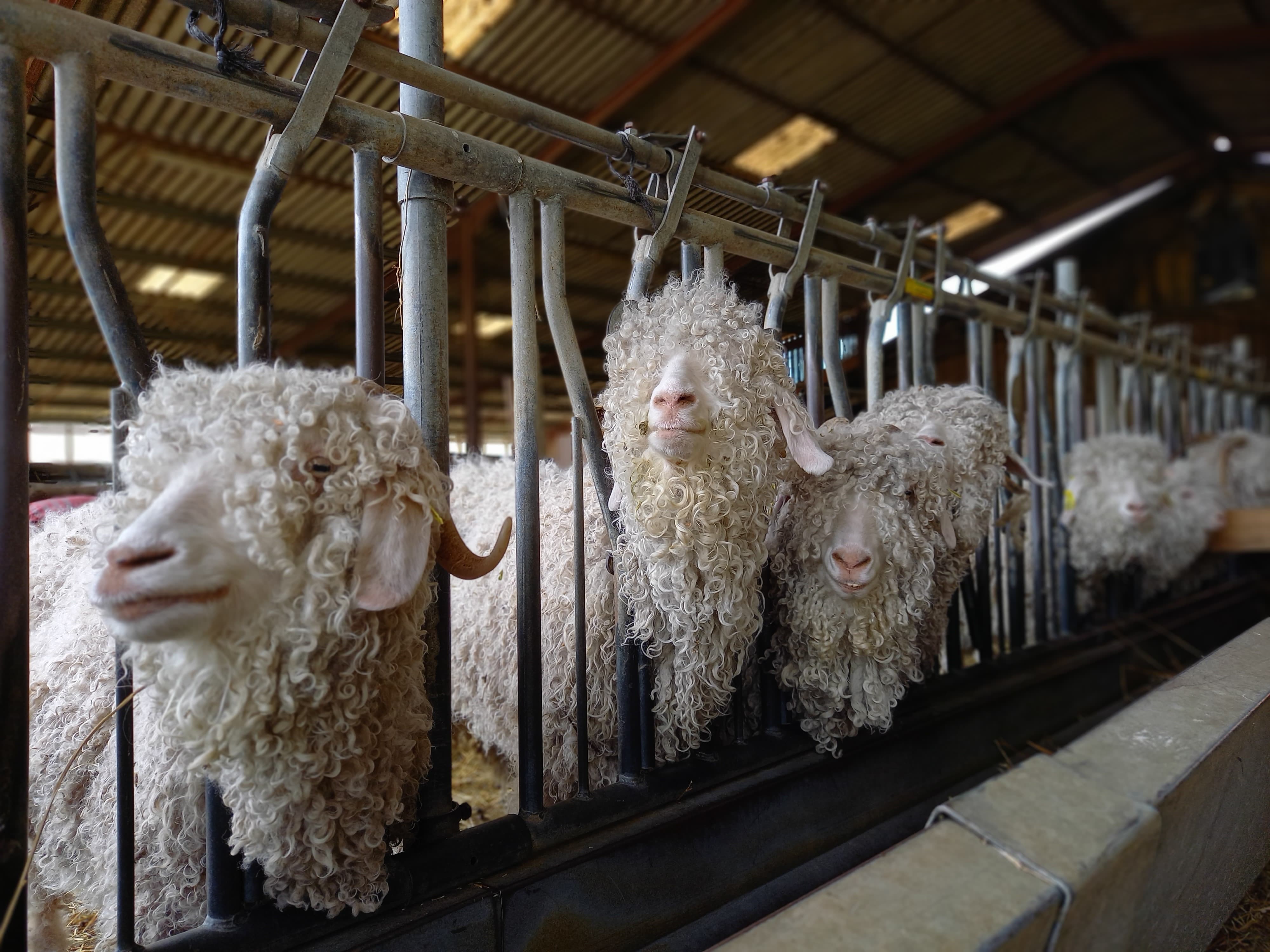 illustration Un petit avant/après de nos adorables chèvres angoras